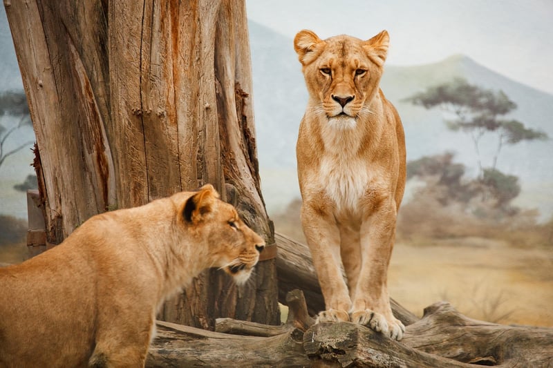 Safari Expeditions