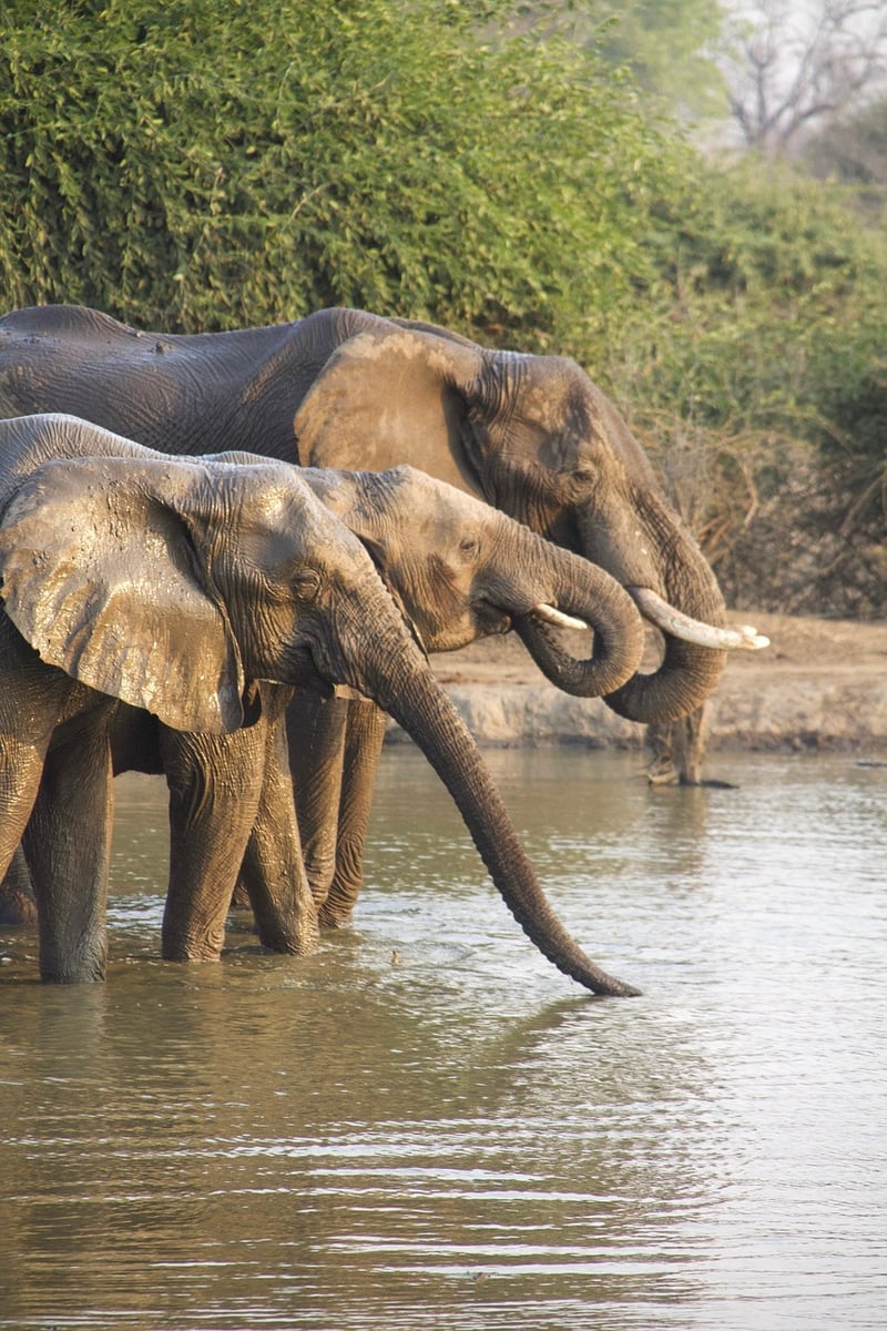 Safari Expedition